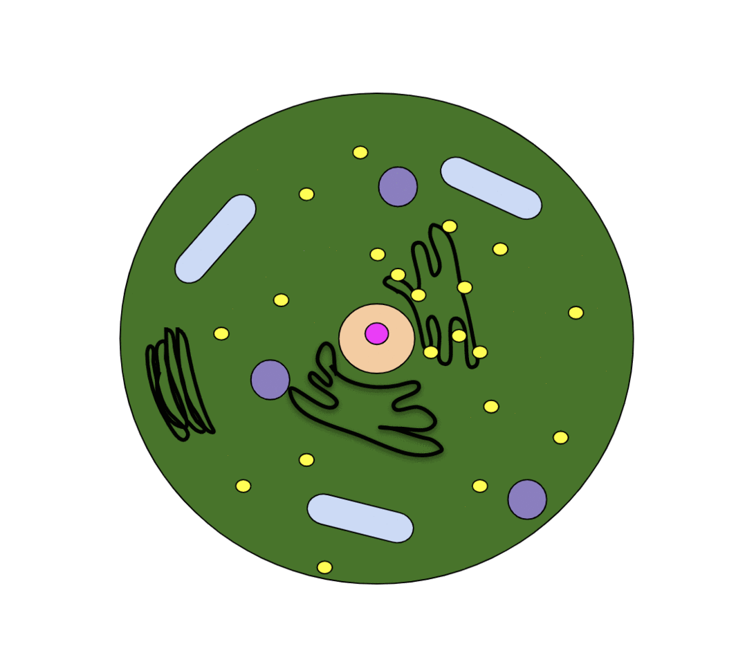 Wie Zellselbstmord Leben erhält